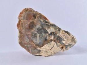 Poliertes Coprolit (versteinerter Poo!) aus USA Probe - Kreide - USA - Bild 1 von 5