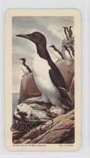 1962 Brooke Bond Red Rose Birds of North America Tea Canadian Black Backs a8x