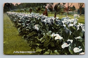 Vintage California Lily Hedge Postkarte 1908 handkolorierte Blumenszene - Bild 1 von 2