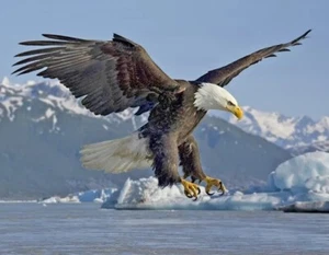 Estampado fotográfico de Bald Eagle Landing 8X10 - Imagen 1 de 1