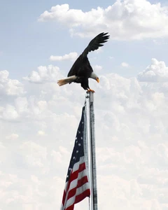 Patriotic Photo. Bald Eagle Landing On USA Flag Sitka Alaska 7/4/2007. Signed - Picture 1 of 4