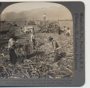 Harvesting Sugar Cane Plantation Santa Clara Peru Keystone Stereoview c1900 - Picture 1 of 3