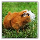 2 X Square Stickers 7.5 Cm - Ginger Guinea Pig Rodent Cool Gift #15574