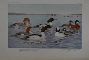 Antike Vogelkunst Ornithologie Vögel von New York Ruddy Ente 1923 Geschichte - Bild 1 von 8