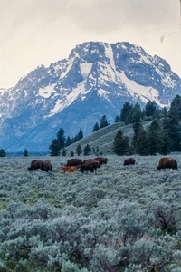 Kodachrome 35mm Color Slide of Bison Herd in Grand Teton Mountains - Picture 1 of 1