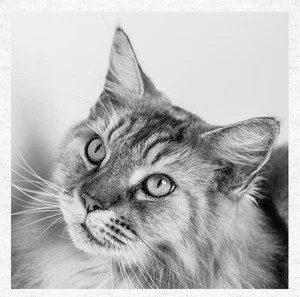 Cat-Maine Coon looking up- Fabric Craft Panels in 100% Cotton or Polyester - Picture 1 of 1