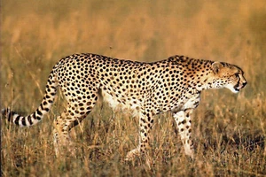 Cheetah Wild Cat African Animal Postcard Mint Condition REF: CAT24 - Picture 1 of 1