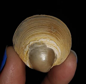 005, FÓSIL DE ALMEJA DE MOLUSCO CÁSCARA DE MAR, BIVALVIA VENERIDAE DE JAVA INDONESIA, 29 MM - Imagen 1 de 6