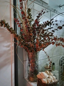 Eukalyptus in Glas Vase - Bild 1 von 1