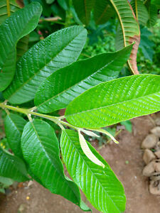 Celon Guava Leaf Fresh Green Dried Anti Hair Loss Tea = 50 Leaves