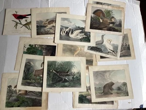 16 Rare Lithographs 1830's 'The Cabinet of Natural History American Rural Sports - Foto 1 di 20