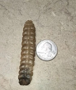 Sonajero de serpiente de cascabel Western Diamondback grande 13 - Imagen 1 de 2