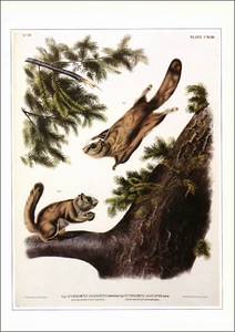 1990 Vintage Print Northern Flying SQUREL Severn River Audubon 19th Century - Bild 1 von 3