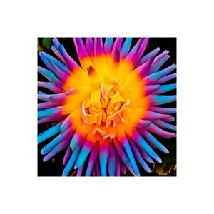 Impresión En Lienzo En Papel Póster O Cuadro Bannon Heidi Orange Bloom Pop - Imagen 1 de 2