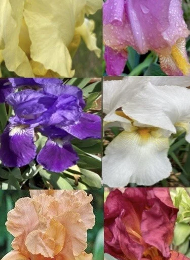 Five 5 Live Mixed Tall Bearded Iris Irises Live Bulbs Plants Rhizomes Trimmed - Image 1 of 1