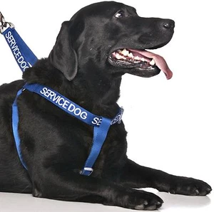 Non Pull Harness SERVICE DOG Blue Safety Heavy Duty Secure Harness Or Lead Set  - Picture 1 of 13