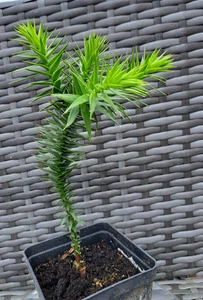 MONKEY PUZZLE TREE ~ ARAUCARIA ARAUCANA ~ INCREDIBLY HEALTHY! - Picture 1 of 1