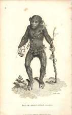1800 Black Orangutan Engraved Mammal Plate - Shaw