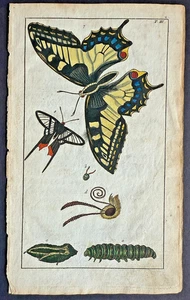 Rare 1797 Wilhelms SWALLOWTAIL BUTTERFLY Hand-Colored Chain-Linked Copper Pot #3 - Picture 1 of 4