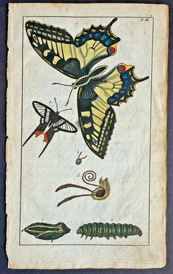 Raro 1797 Wilhelms MARIPOSA COLA DE GOLONDRINA Coloreado a Mano Cadena Enlazado Cobre Olla #3 Foto 1 de 4