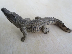 Schleich 14736 Krokodil, WILDLIFE - Spielfigur - Bild 1 von 1