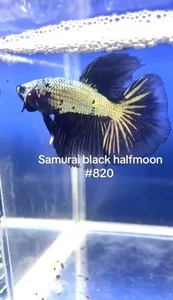 BETTA SAMURAI HALFMOON MALE LIVE FISH HIGH QUALITY#820 - Picture 1 of 5