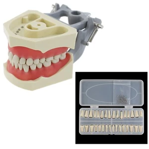 Columbia 860 Type Dental Typodont Model 32PCS Teeth Replacement Exam Pratice - Picture 1 of 22