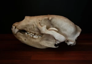 Grizzly Bear Skull - Full Sized Large Replica Skull - FREE world wide shipping. - Bild 1 von 4