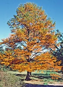 12 GOLDEN LARCH SEEEDS - Pseudolarix amabilis - Picture 1 of 5