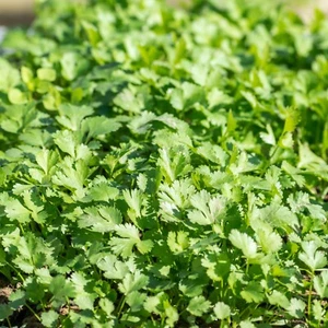 Cilantro Seeds, Coriander, Non-GMO, Fast Growing, Aromatic Herb, Free Shipping - Picture 1 of 3