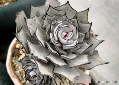 Echeveria strictiflora display in 7cm pot, nice succulent - Image 1 of 4