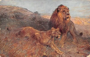 POSTCARD  ANIMALS  LION  AND LIONESS ON VELDT      TUCK - Picture 1 of 2