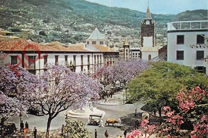 Picture Postcard~ Madeira, Flowering Jacaranda Trees In the Centre of the Town - Picture 1 of 2