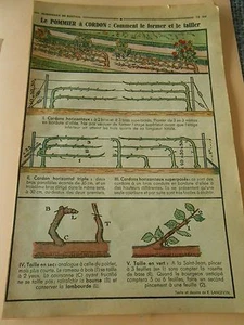 Le Pommier à Cordon Comment le former et le tailler Print - Picture 1 of 1