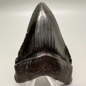 Dente fossile CHUBUTENSIS colori scuri forma fredda 3,55" - Miocene, SC - Foto 1 di 6
