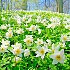 50 ENGLISH WOOD ANEMONE |Nemorosa |Rhizomes bulbs "Top quality