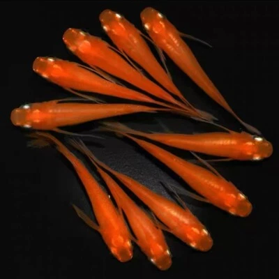 ✅ MEDAKA RARITÀ!LOTTO 5 Pesci -Oryzias Latipes RED KING laghetto acquario POND - Immagine 1 di 4