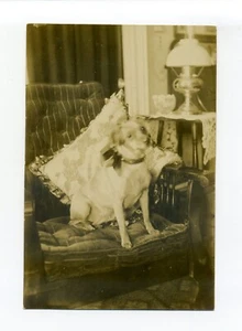 Perro con cabeza amartillada a un lado, vista interior, lámpara RPPC foto postal, raro - Imagen 1 de 2