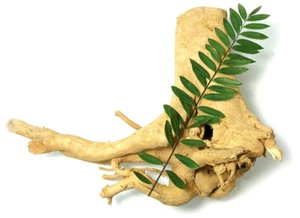 Semillas de hierbas Eurycoma Longifolia 10 semillas Pasak Bumi Penawar Pahit de Tailandia - Imagen 1 de 17