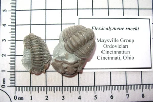 Lote #12 fósil de trilobite Ordovícico Flexicalymene meeki Maysville Group Ohio - Imagen 1 de 5