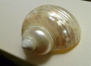 4" Turbo Seashell Polished Mother of Pearl Iridescent Home Beach Decor - Picture 1 of 5