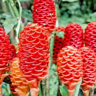 🌺 4 Shampoo Ginger Rhizomes – Zingiber Zerumbet | Pine Cone Ginger | Tropical - Image 1 of 4