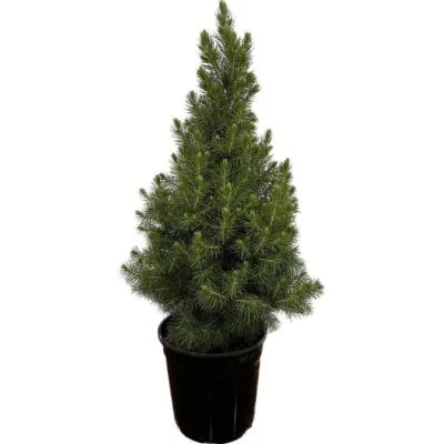 Dwarf Alberta Spruce Live Evergreen Tree 2.5 Qt Cold Hardy Outdoor Plant Shrub - Image 1 of 3