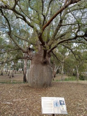 QUEENSLAND BOTTLE TREE 150 SEEDS BRACHYCHITON RUPESTRIS EDIBLE SUCCULENT TREE - Image 1 of 4
