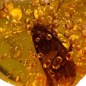 Fósil de insecto ámbar, fósil de insecto volador, fósil de insecto - Imagen 1 de 7