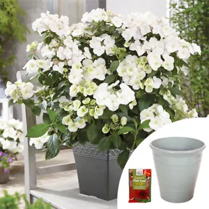 Hydrangea Plant, Runaway Bride, white, 1.5L pot, with planter and fertiliser - Picture 1 of 20