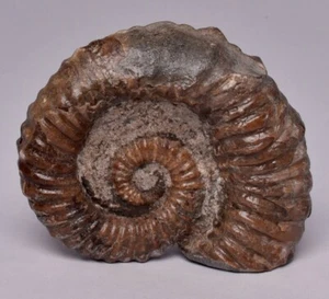 FÓSIL DE AMONITA, TROPAEUM JACKII, RÍO WALSH, AUSTRALIA F328 - Imagen 1 de 7