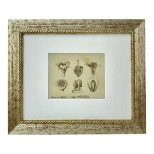 Rare Antique Floral Botanical Ink Drawing by Achille Richard C.1830 - Picture 1 of 7