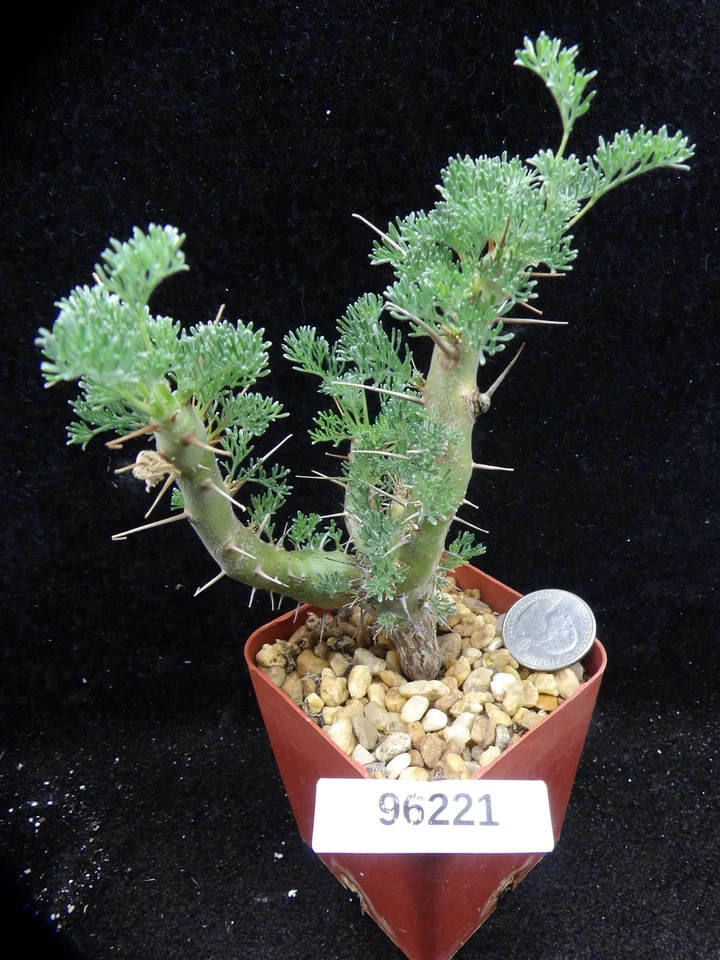 Sarcocaulon Herrei Rare Live Cactus Cacti Succulent Plant 96221 - Image 1 of 1