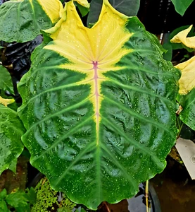 Colocasia Jade Crane Moon esculenta species New HB Elephant ear Free Phyto Cert - Imagen 1 de 9